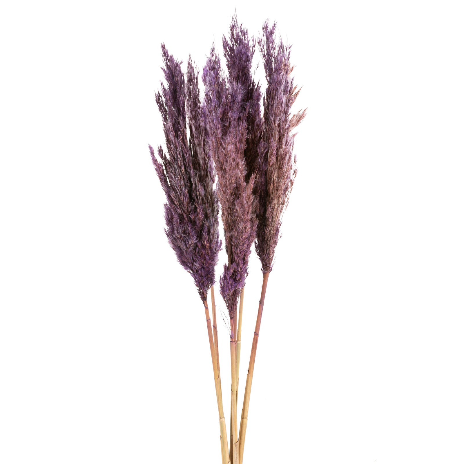 b2454ea440546468f0de7ceec7944ec1