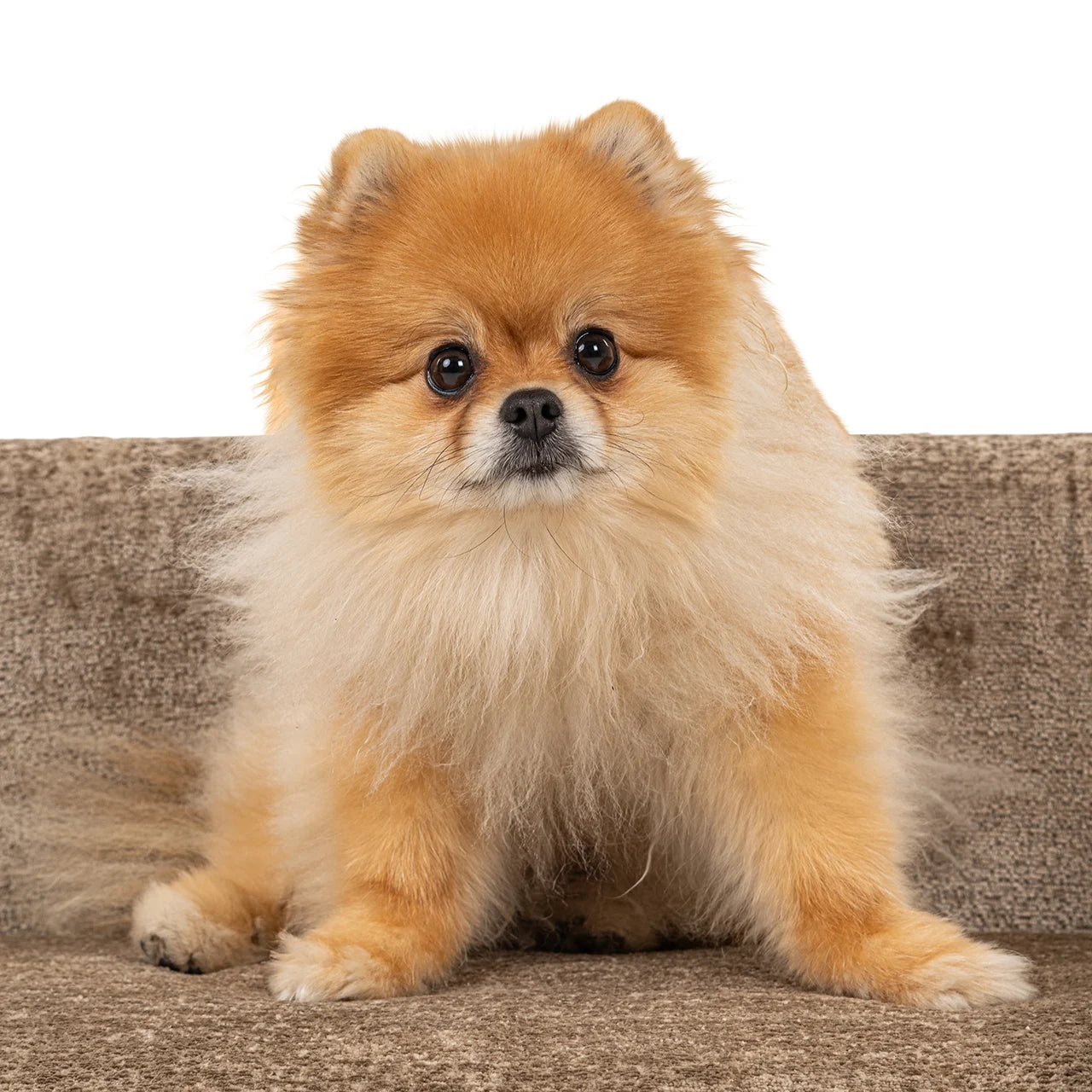 Mājdzīvnieku gulta Bingo Richmond Interiors 35/97/56 cm Bergen 104 taupe chenille - N1 Home